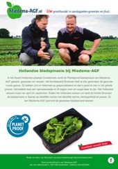 Miedema-AGF productsheet Spinazie familiebedrijf Broersen